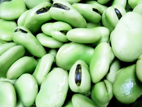 蠶豆儲藏冷庫.jpg 蠶豆儲藏冷庫.jpg